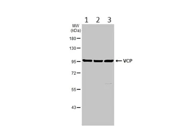 Western blot - Anti-VCP antibody (AB155146)