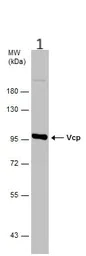 Western blot - Anti-VCP antibody (AB155146)