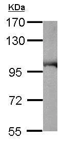Western blot - Anti-VCP antibody (AB155146)