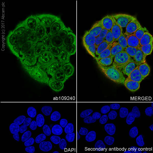 Immunohistochemistry (Formalin/PFA-fixed paraffin-embedded sections) - Anti-VCP antibody [EPR3307(2)] (AB109240)
