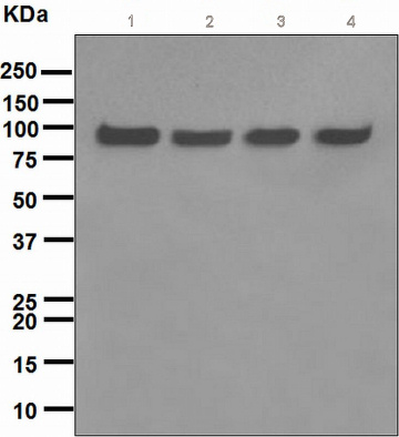 Western blot - Anti-VCP antibody [EPR3307(2)] (ab109240), expandable thumbnail