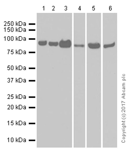 Western blot - Anti-VCP antibody [EPR3307(2)] (AB109240), expandable thumbnail