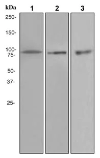 Western blot - Anti-VCP antibody [EPR3308] (AB109198)