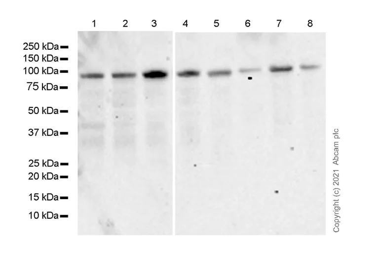 Western blot - Anti-VCP antibody [Z-VCP-10] - Mouse IgG2a (Chimeric) - BSA and Azide free (AB283296)
