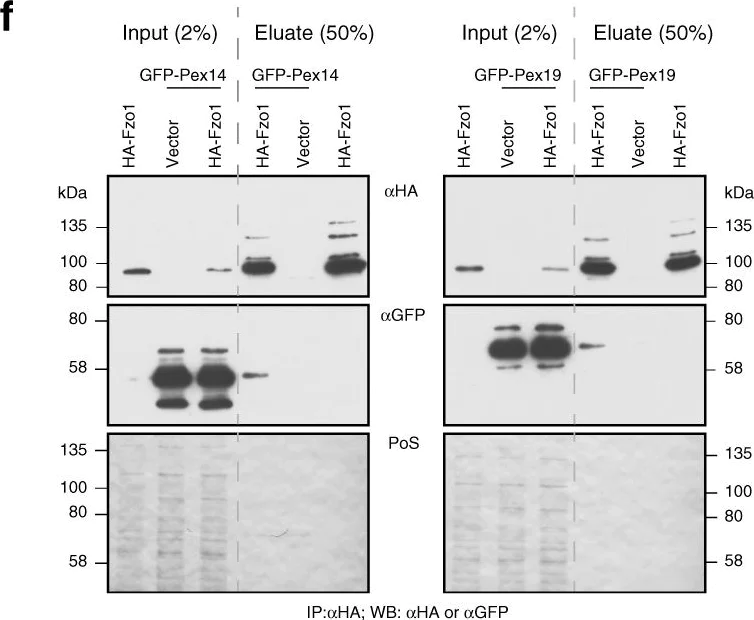 Western blot - Anti-VDAC1/Porin antibody [16G9E6BC4] - Mitochondrial Loading Control (AB110326)