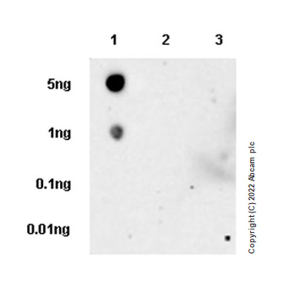 Dot Blot - Anti-VDAC1/Porin antibody [EPR27552-6] - BSA and Azide free (ab306582), expandable thumbnail