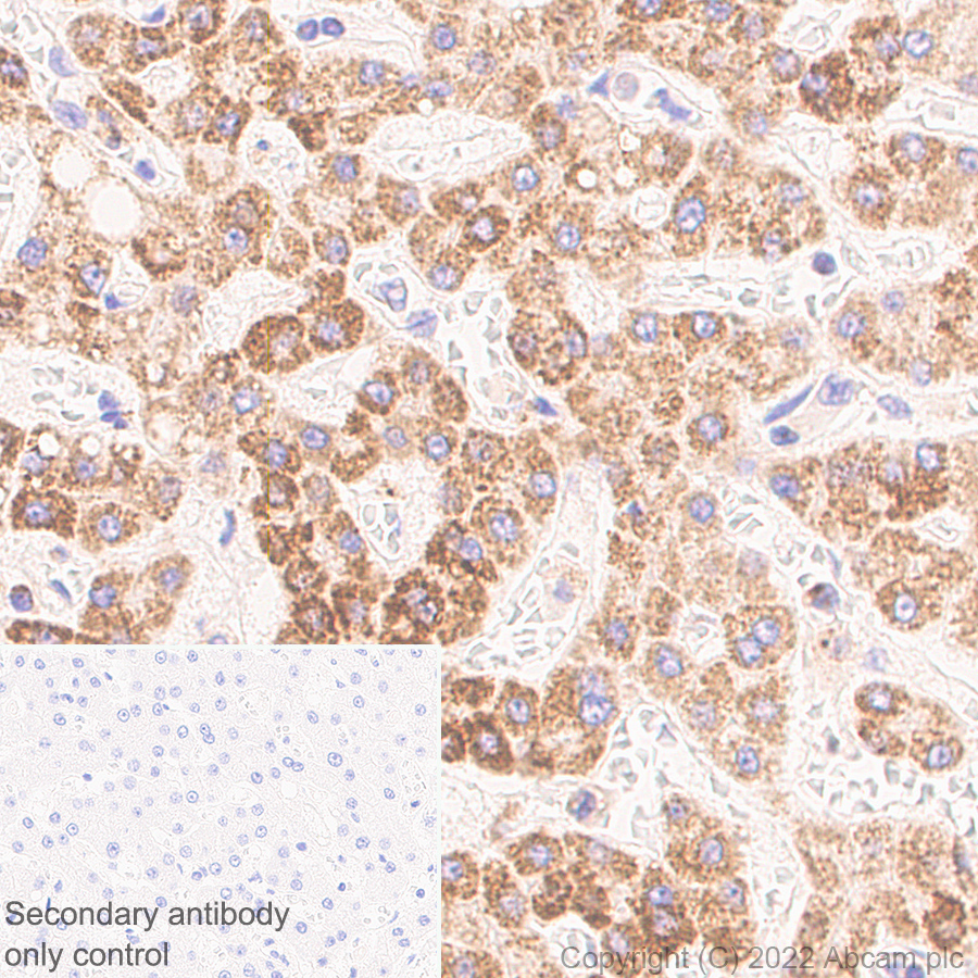 Immunohistochemistry (Formalin/PFA-fixed paraffin-embedded sections) - Anti-VDAC1/Porin antibody [EPR27552-6] - BSA and Azide free (AB306582), expandable thumbnail