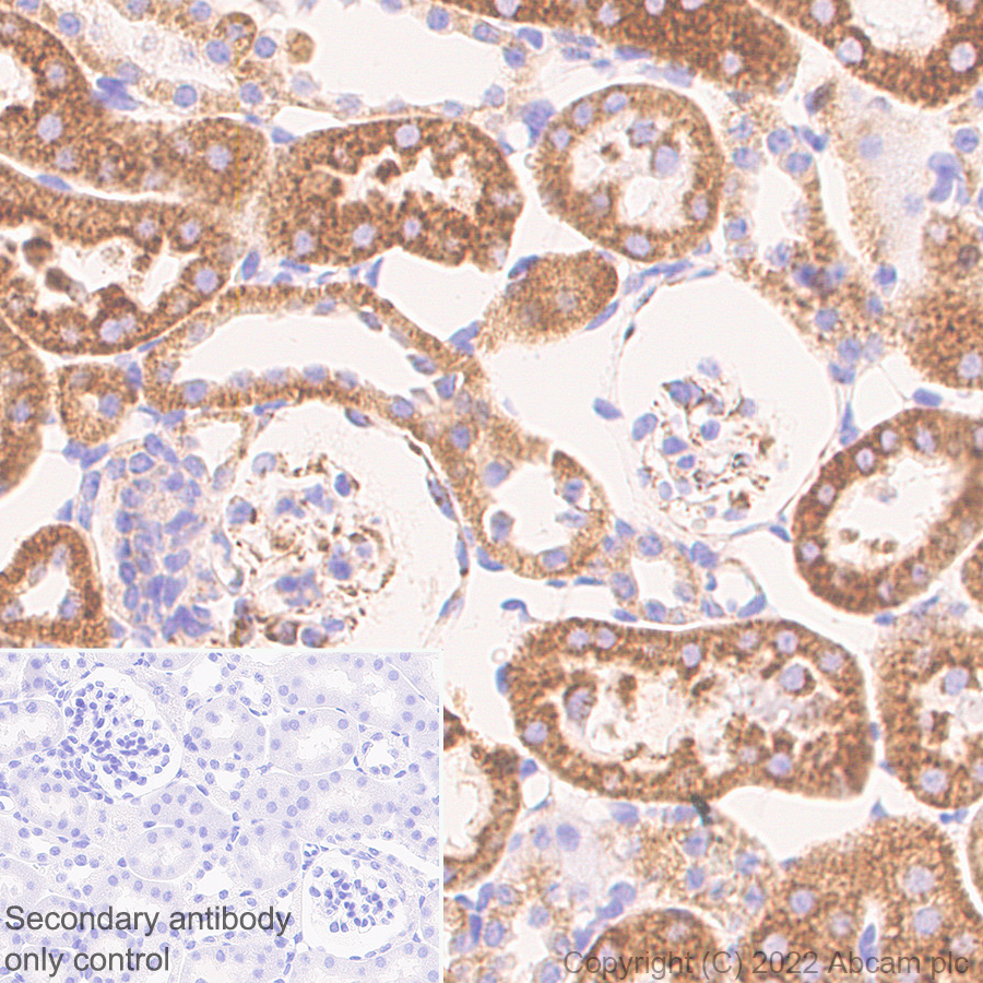 Immunohistochemistry (Formalin/PFA-fixed paraffin-embedded sections) - Anti-VDAC1/Porin antibody [EPR27552-6] - BSA and Azide free (AB306582), expandable thumbnail