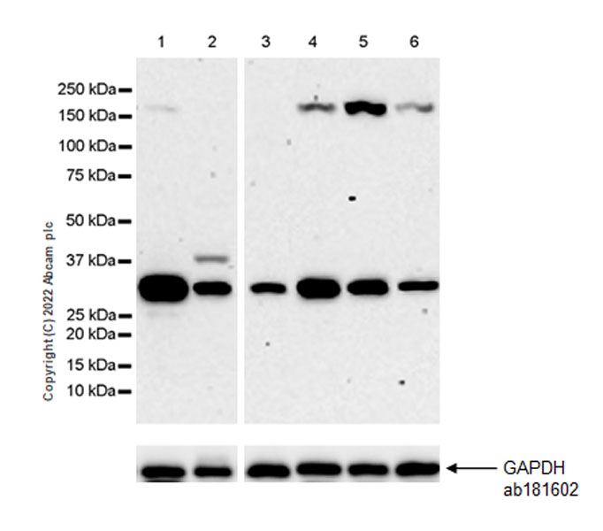 Western blot - Anti-VDAC1/Porin antibody [EPR27552-6] - BSA and Azide free (AB306582), expandable thumbnail