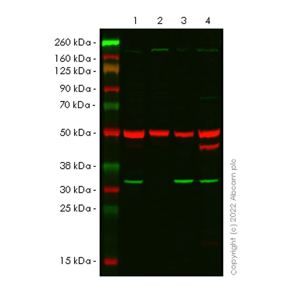 Western blot - Anti-VDAC1/Porin antibody [EPR27552-6] - BSA and Azide free (AB306582)