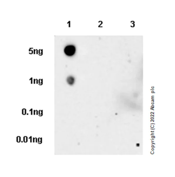 Dot Blot - Anti-VDAC1/Porin antibody [EPR27552-6] - Mitochondrial Loading Control (AB306581)
