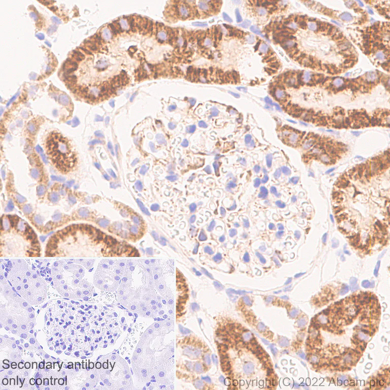 Immunohistochemistry (Formalin/PFA-fixed paraffin-embedded sections) - Anti-VDAC1/Porin antibody [EPR27552-6] - Mitochondrial Loading Control (AB306581)