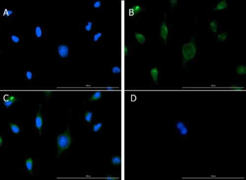 Immunocytochemistry/ Immunofluorescence - Anti-VDAC1/Porin antibody - Mitochondrial Loading Control (AB235143)