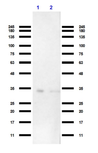 Western blot - Anti-VDAC1/Porin antibody - Mitochondrial Loading Control (AB235143), expandable thumbnail