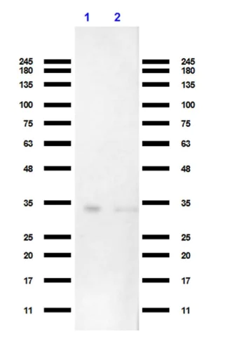 Western blot - Anti-VDAC1/Porin antibody - Mitochondrial Loading Control (AB235143)