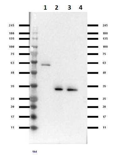 Western blot - Anti-VDAC1/Porin antibody - Mitochondrial Loading Control (AB235143), expandable thumbnail