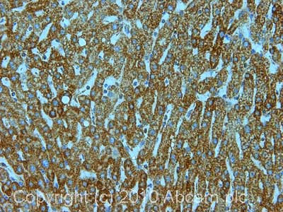 Immunohistochemistry (Formalin/PFA-fixed paraffin-embedded sections) - Anti-VDAC1/Porin antibody - Mitochondrial Loading Control (AB34726), expandable thumbnail