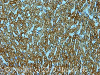 Immunohistochemistry (Formalin/PFA-fixed paraffin-embedded sections) - Anti-VDAC1/Porin antibody - Mitochondrial Loading Control (AB34726)