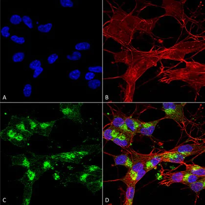 Immunocytochemistry/ Immunofluorescence - Anti-VDAC1/Porin antibody [N152B/23] - Mitochondrial Loading Control (AB186321)