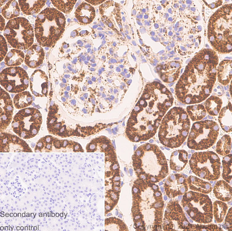 Immunohistochemistry (Formalin/PFA-fixed paraffin-embedded sections) - Anti-VDAC1/Porin antibody [N152B/23] - Mitochondrial Loading Control (AB186321)