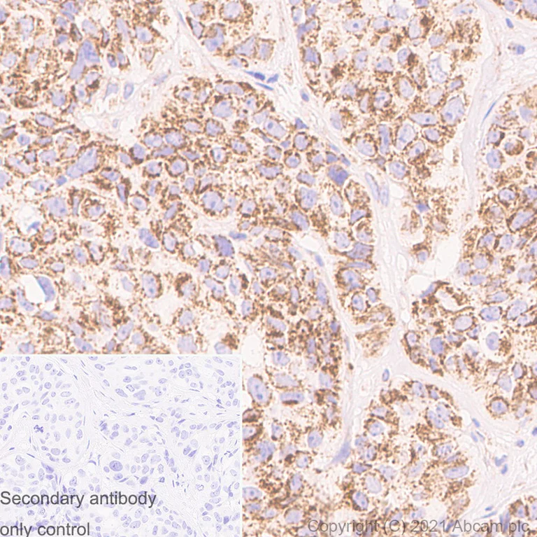Immunohistochemistry (Formalin/PFA-fixed paraffin-embedded sections) - Anti-VDAC1/Porin antibody [N152B/23] - Mitochondrial Loading Control (AB186321)