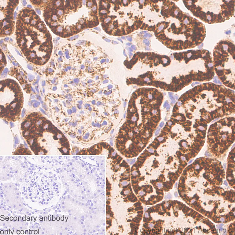 Immunohistochemistry (Formalin/PFA-fixed paraffin-embedded sections) - Anti-VDAC1/Porin antibody [N152B/23] - Mitochondrial Loading Control (AB186321)