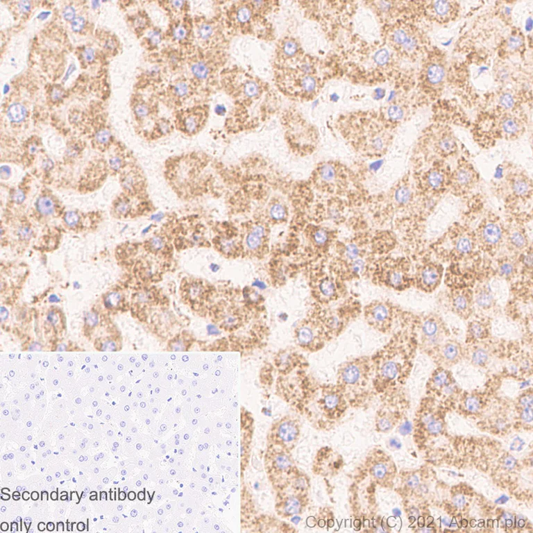 Immunohistochemistry (Formalin/PFA-fixed paraffin-embedded sections) - Anti-VDAC1/Porin antibody [N152B/23] - Mitochondrial Loading Control (AB186321)