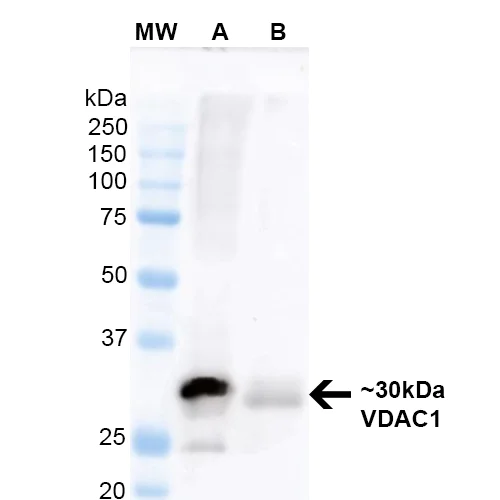 Anti-VDAC1/Porin antibody [N152B/23] - Mitochondrial Loading