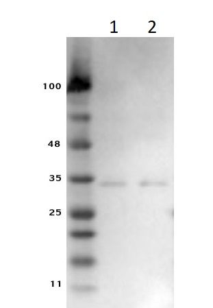 Western blot - Anti-VDAC1/Porin antibody, prediluted - Mitochondrial Loading Control (AB263959), expandable thumbnail