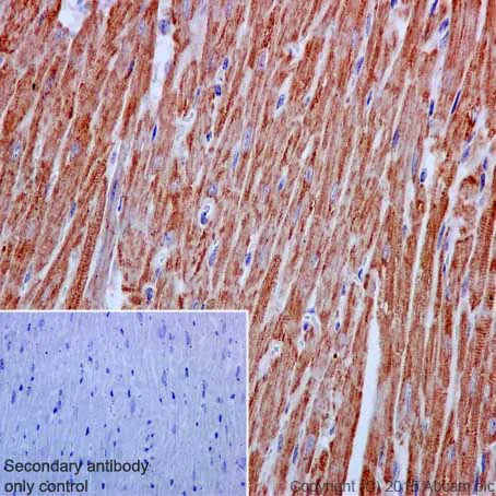 Immunohistochemistry (Formalin/PFA-fixed paraffin-embedded sections) - Anti-VDAC1/Porin + VDAC2 antibody [EPR10852(B)] - BSA and Azide free (AB240128)