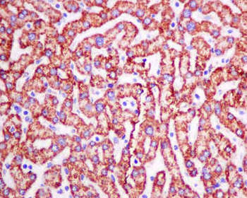 Immunohistochemistry (Formalin/PFA-fixed paraffin-embedded sections) - Anti-VDAC1/Porin + VDAC2 antibody [EPR10852(B)] - BSA and Azide free (AB240128)