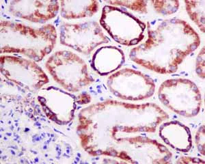 Immunohistochemistry (Formalin/PFA-fixed paraffin-embedded sections) - Anti-VDAC1/Porin + VDAC2 antibody [EPR10852(B)] - BSA and Azide free (AB240128)