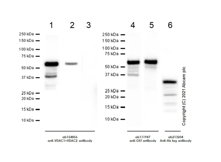 Western blot - Anti-VDAC1/Porin + VDAC2 antibody [EPR10852(B)] - BSA and Azide free (AB240128)