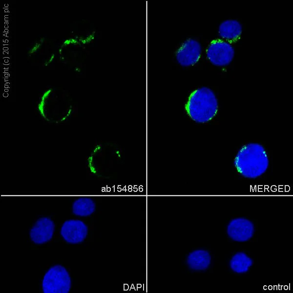Immunocytochemistry/ Immunofluorescence - Anti-VDAC1/Porin + VDAC2 antibody [EPR10852(B)] - Mitochondrial Loading Control (AB154856)