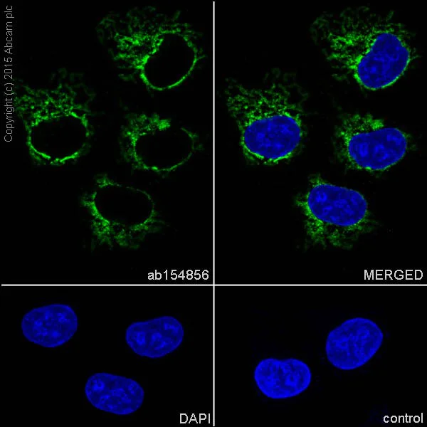 Immunocytochemistry/ Immunofluorescence - Anti-VDAC1/Porin + VDAC2 antibody [EPR10852(B)] - Mitochondrial Loading Control (AB154856)