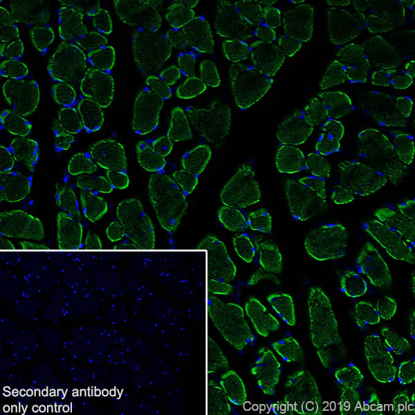 Immunohistochemistry (Frozen sections) - Anti-VDAC1/Porin + VDAC2 antibody [EPR10852(B)] - Mitochondrial Loading Control (AB154856)