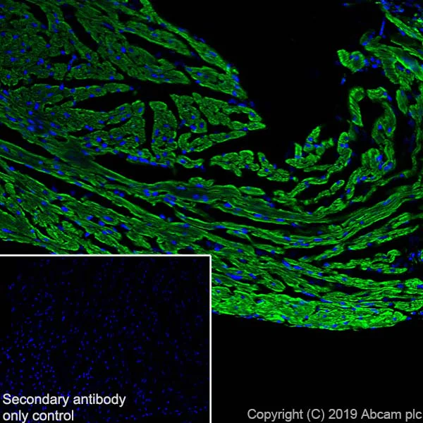 Immunohistochemistry (Frozen sections) - Anti-VDAC1/Porin + VDAC2 antibody [EPR10852(B)] - Mitochondrial Loading Control (AB154856)