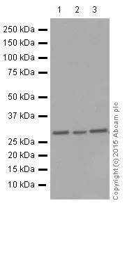 Western blot - Anti-VDAC1/Porin + VDAC2 antibody [EPR10852(B)] - Mitochondrial Loading Control (AB154856)
