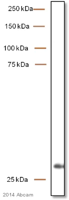 Western blot - Anti-VDAC1/Porin + VDAC2 antibody [EPR10852(B)] - Mitochondrial Loading Control (AB154856)