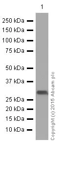 Western blot - Anti-VDAC1/Porin + VDAC2 antibody [EPR10852(B)] - Mitochondrial Loading Control (AB154856)