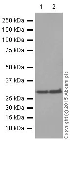 Western blot - Anti-VDAC1/Porin + VDAC2 antibody [EPR10852(B)] - Mitochondrial Loading Control (AB154856)
