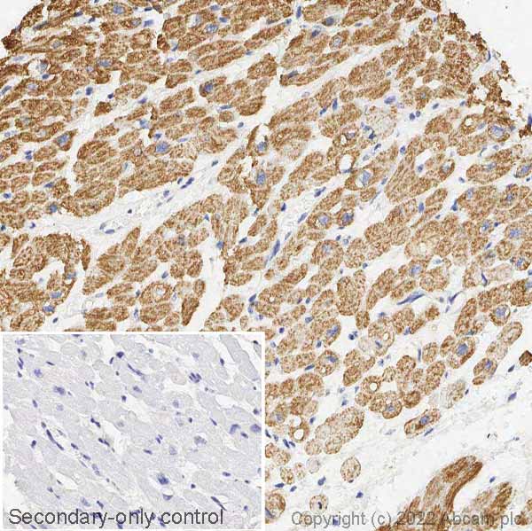Immunohistochemistry (Formalin/PFA-fixed paraffin-embedded sections) - Anti-VDAC1/Porin + VDAC2 + VDAC3 antibody – Mitochondrial Loading Control (AB15895), expandable thumbnail
