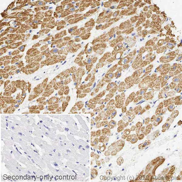 Immunohistochemistry (Formalin/PFA-fixed paraffin-embedded sections) - Anti-VDAC1/Porin + VDAC2 + VDAC3 antibody – Mitochondrial Loading Control (AB15895)