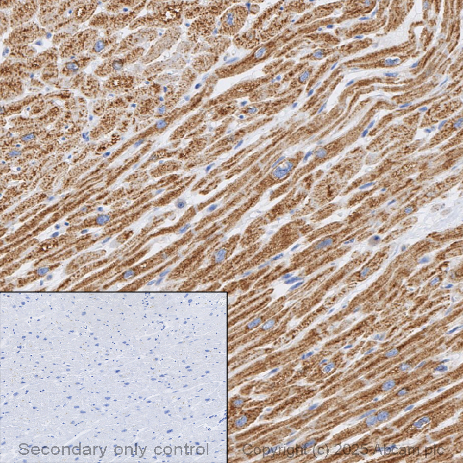 Immunohistochemistry (Formalin/PFA-fixed paraffin-embedded sections) - Anti-VDAC1/Porin + VDAC2 + VDAC3 antibody – Mitochondrial Loading Control (ab15895), expandable thumbnail