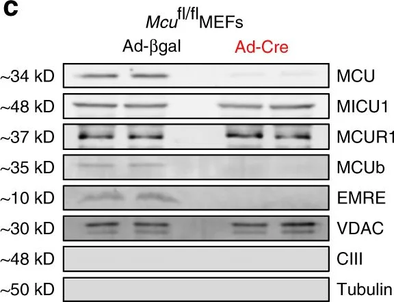 Western blot - Anti-VDAC1/Porin + VDAC2 + VDAC3 antibody – Mitochondrial Loading Control (AB15895)