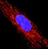 Immunocytochemistry/ Immunofluorescence - Anti-VDAC1/Porin + VDAC3 antibody [20B12AF2] - Mitochondrial Loading Control (ab14734), expandable thumbnail