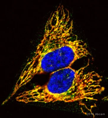 Immunocytochemistry/ Immunofluorescence - Anti-VDAC1/Porin + VDAC3 antibody [20B12AF2] - Mitochondrial Loading Control (AB14734)