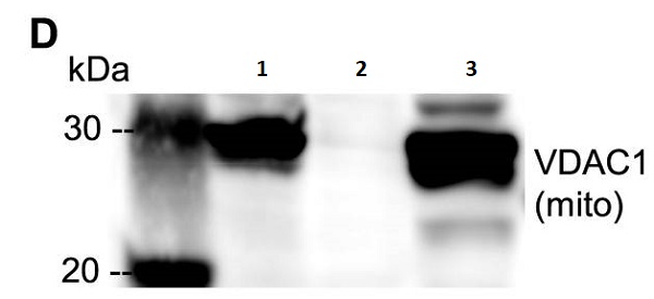 Western blot - Anti-VDAC1/Porin + VDAC3 antibody [20B12AF2] - Mitochondrial Loading Control (AB14734), expandable thumbnail