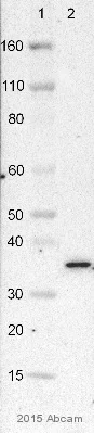 Western blot - Anti-VDAC1/Porin + VDAC3 antibody [20B12AF2] - Mitochondrial Loading Control (AB14734)