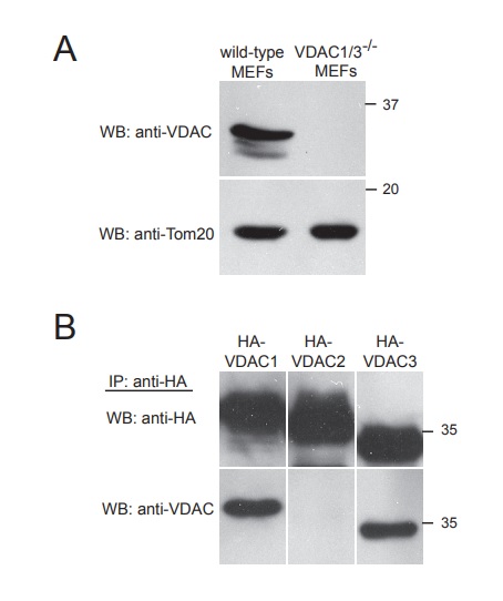Western blot - Anti-VDAC1/Porin + VDAC3 antibody [20B12AF2] - Mitochondrial Loading Control (ab14734), expandable thumbnail